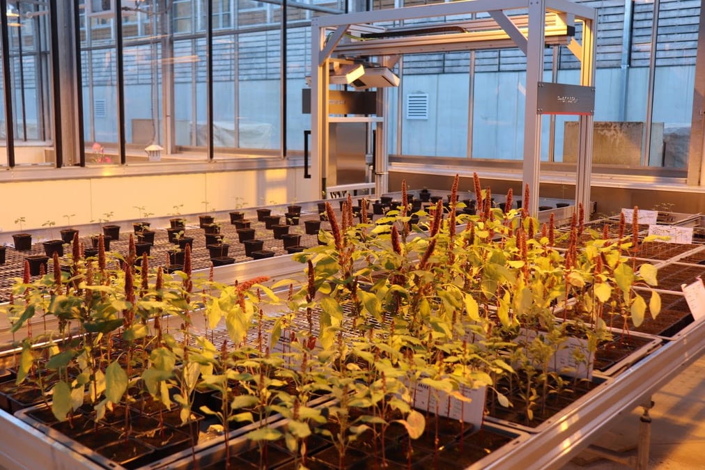 Micropep Technologies avance sur la commercialisation prochaine de son alternative aux pesticides pour l'agriculture.