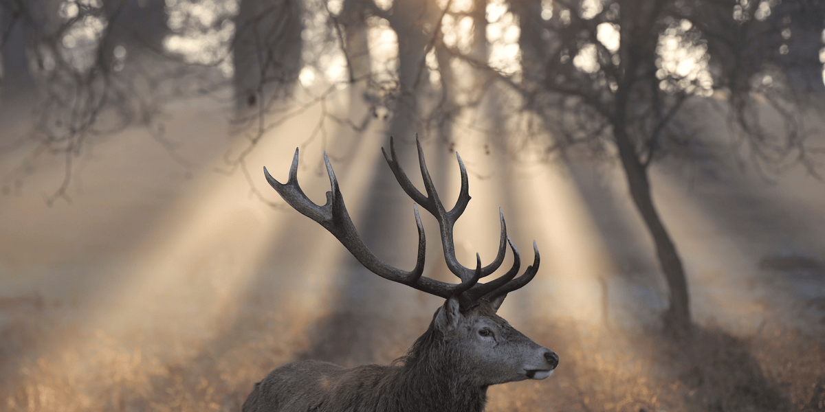 animal