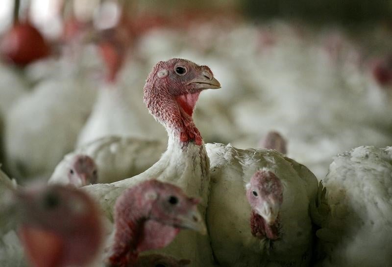 16.000 dindes vont etre abattues a cause de la grippe aviaire en allemagne