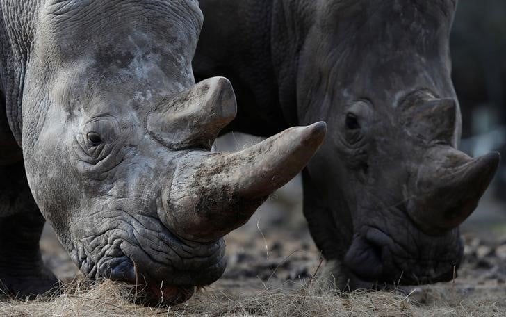 Un eleveur de rhinoceros sud-africain veut pouvoir vendre des cornes