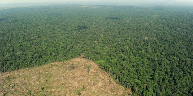 deforestation