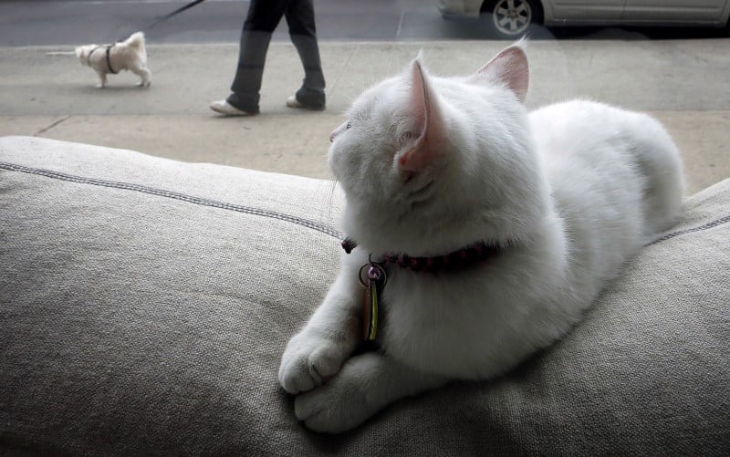 Les animaux sont desormais consideres en france comme des etres "doues de sensibilite"