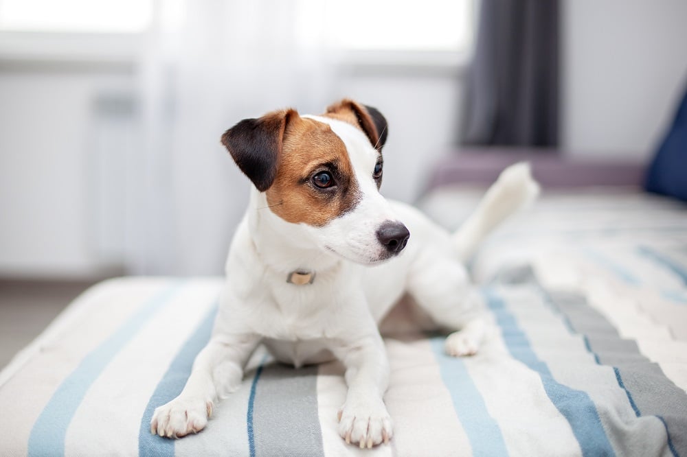 Assurance animaux