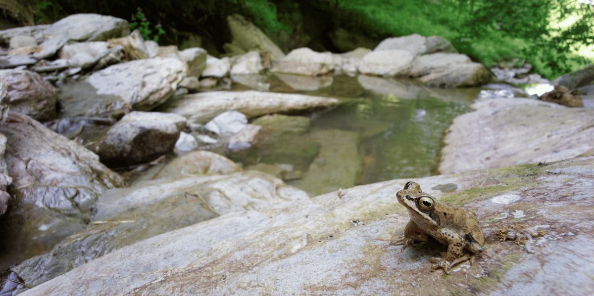 grenouille des Pyrénées biodiversité