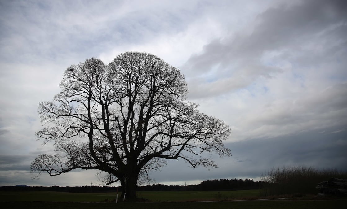 nuage arbre climat