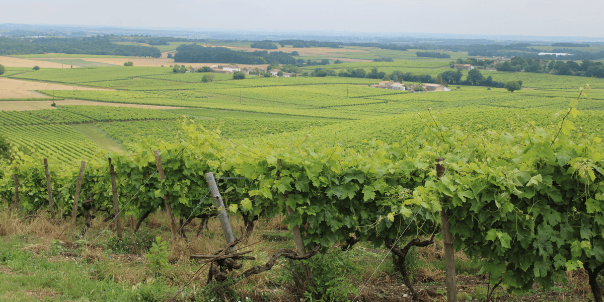 vignes cognac