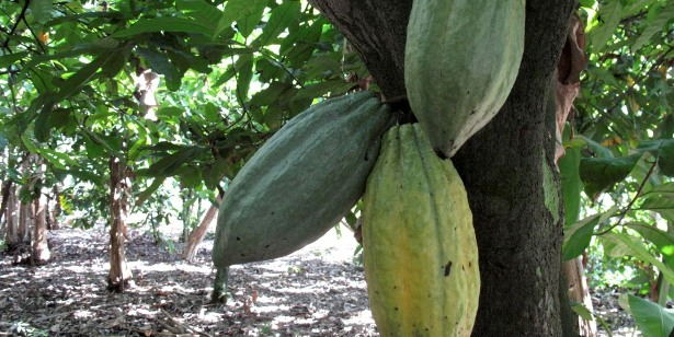 cacao cacaoyer