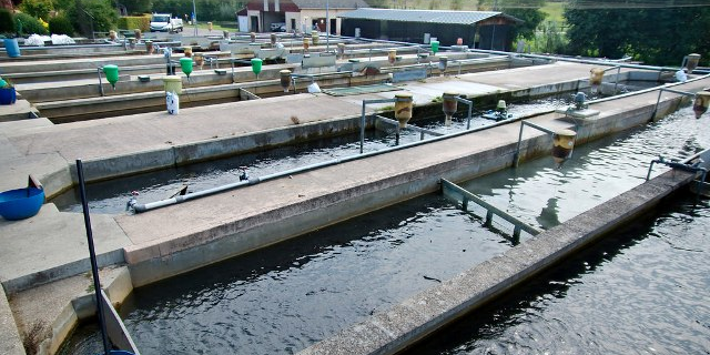 pisciculture poisson élevage