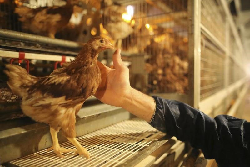 Pas de contamination au fipronil dans les elevages francais