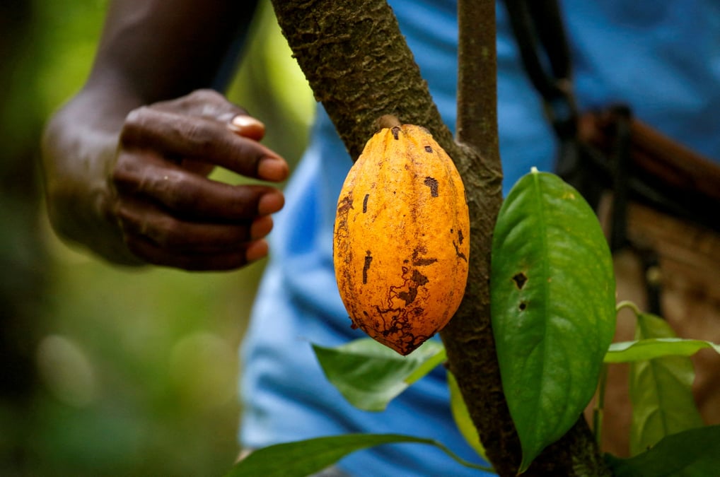 Nestle va remunerer les producteurs de cacao qui envoient leurs enfants a l'ecole