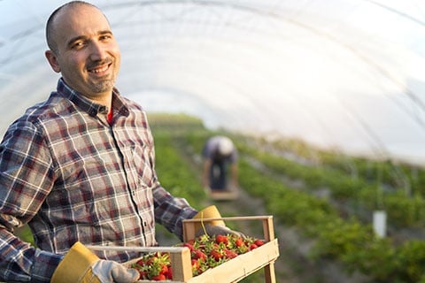 producteur de fraises