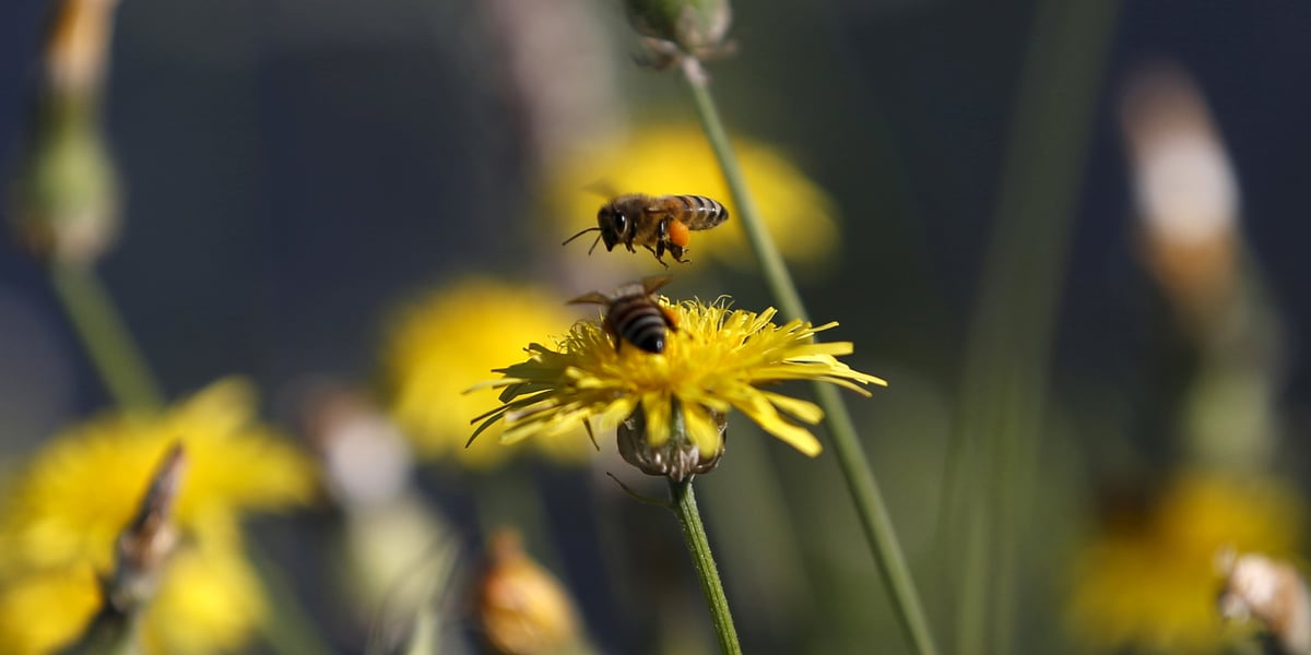 La Commission promet de consacrer 20 milliards d'euros par an via différents programmes et lignes de budget à la défense de la biodiversité.