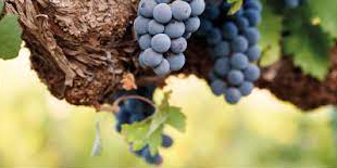 Le projet de recherche ESBAC porté par l'Université de Montpellier vise à mettre au point, avec l’entreprise bretonne Antofenol, des antifongiques naturels issus de sarments de vigne broyés afin de limiter la dégradation des aliments post-récoltes.