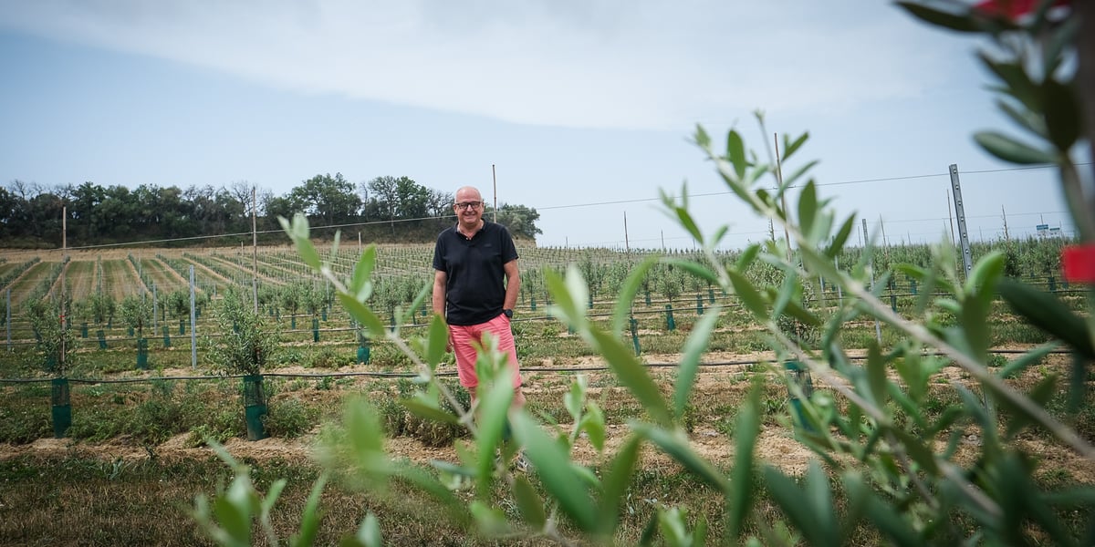 Ghislain Gaubert a récemment racheté l'exploitation du Mas Saint-Barbe pour y développer des oliveraies conduites en haie fruitière et construire un moulin à huile à grande capacité.