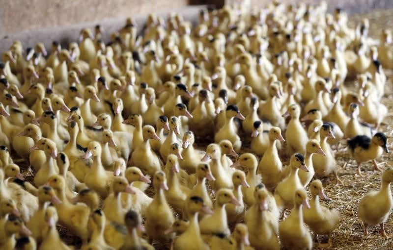 Des producteurs et des eleveurs mecontents des mesures prises face a la grippe aviaire