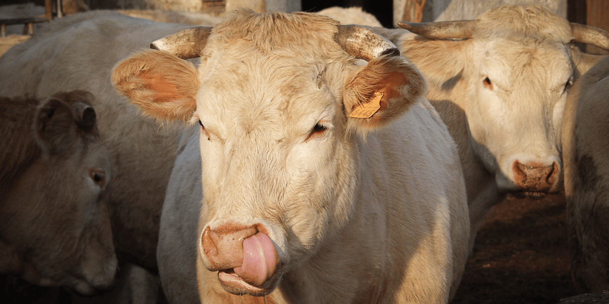 L'activité de production de viande représente 101,40 millions d'euros, soit près de 10 % du chiffre d'affaires du groupe pour l'exercice 2021-2022