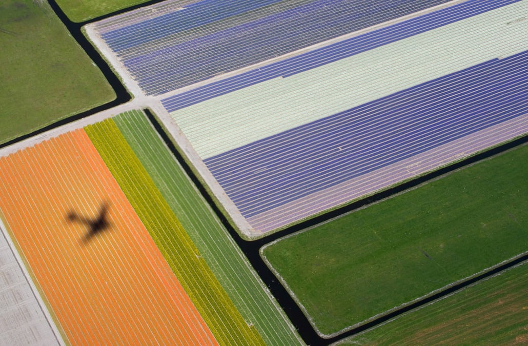 Vue aerienne des champs de fleurs pres du parc keukenhof