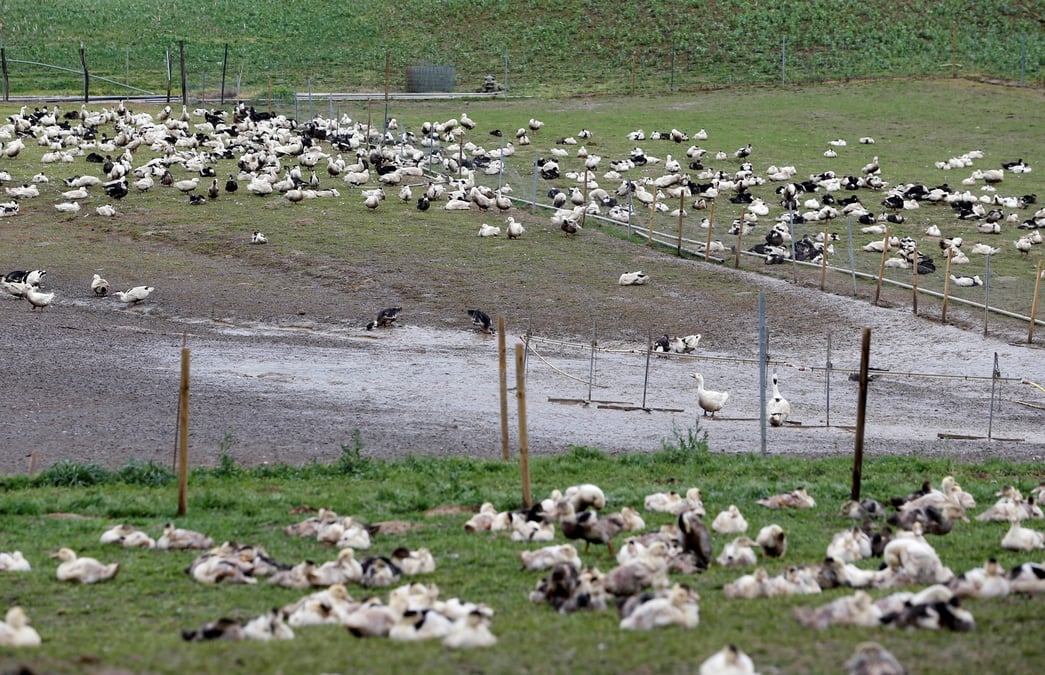 Le foie gras de Noël est-il menacé par un nouveau risque de grippe aviaire en France ?
