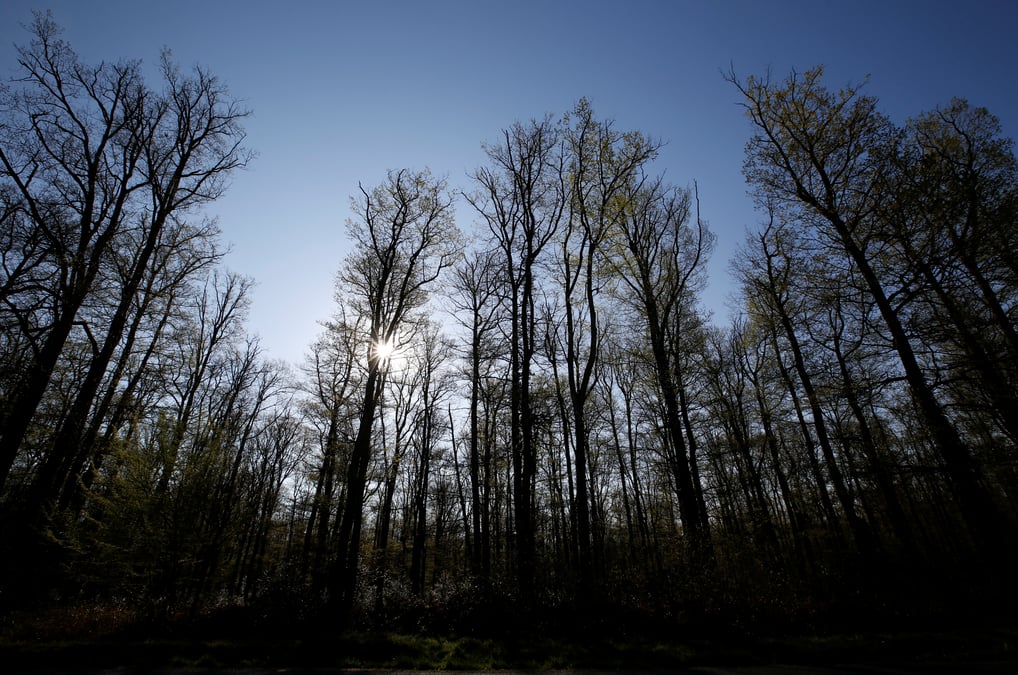 A arbas, la premiere foret cineraire de france