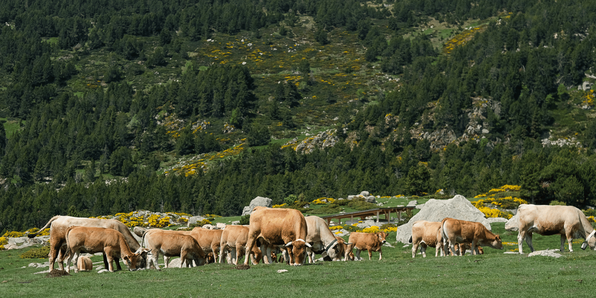 Elevage dans les Pyrénées-Orientales