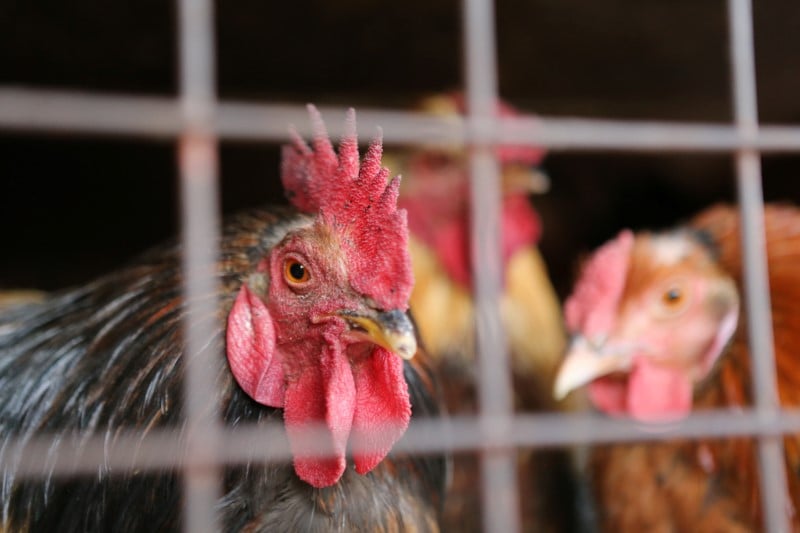 Grippe aviaire: la chine veut fermer les marches a la volaille