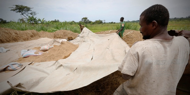 riz agriculture cote d'ivoire