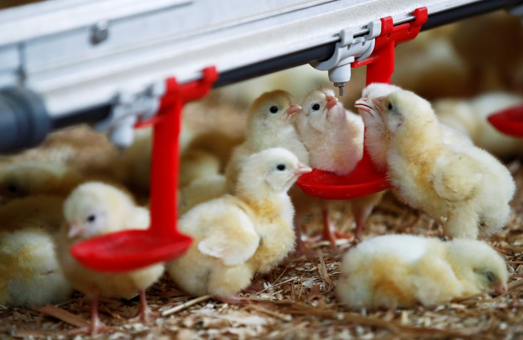 La france va mettre fin au broyage des poussins males