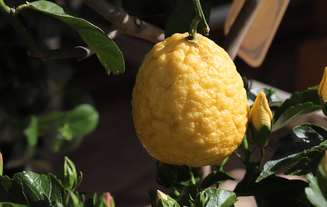 Citron de Menton