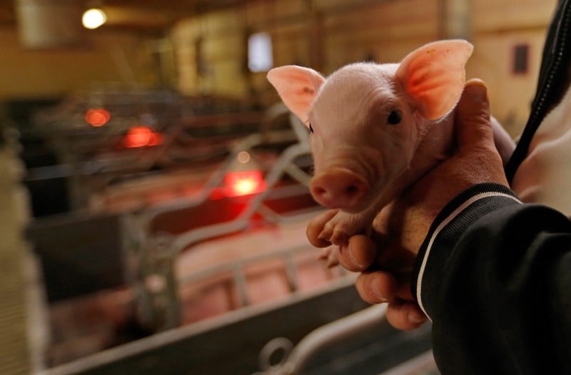 Le kilogramme de porc toujours sous 1,40 euro