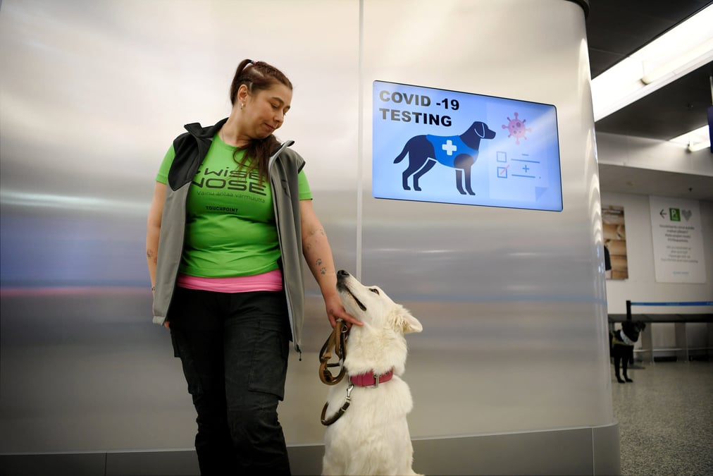 Des chiens entraines a detecter le coronavirus a l'aeroport d'helsinki