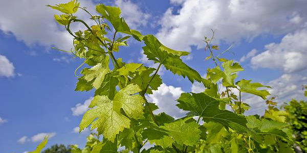vignes vin