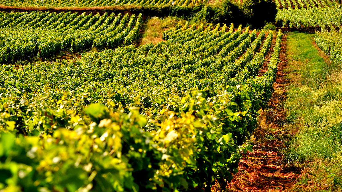 Le Corton Renardes du Domaine Maldant-Pauvelot est un Grand Cru de Bourgogne @Thibault Liger-Belair HD