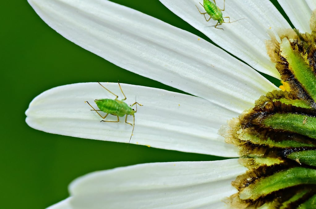Agriodor