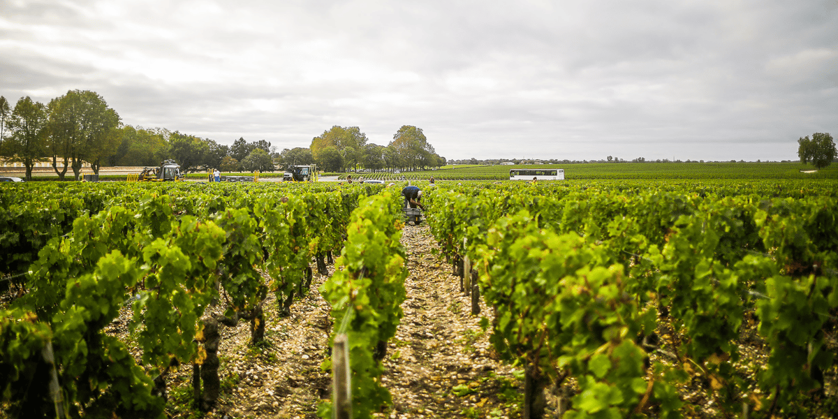 Une parcelle de vigne dans le Médoc.