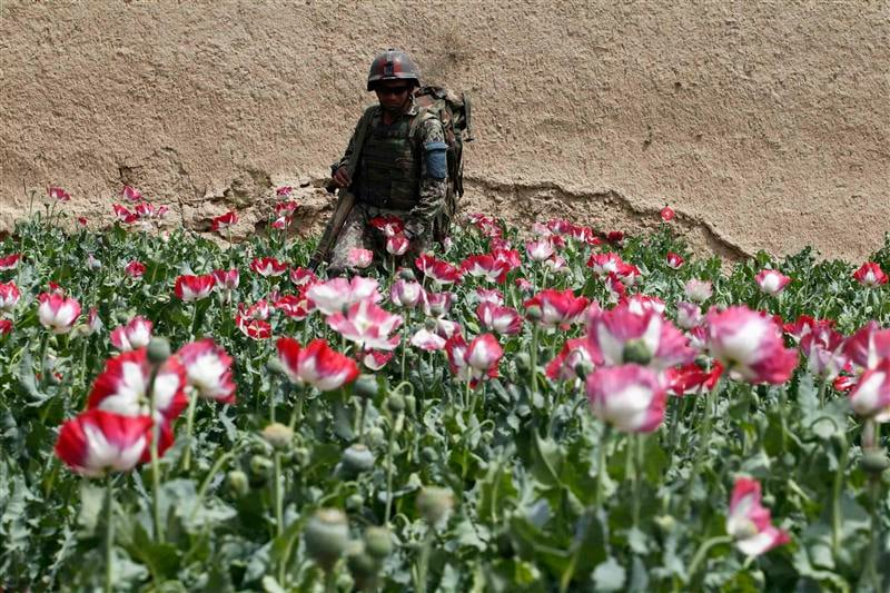 La production d'opium en forte hausse en Afghanistan