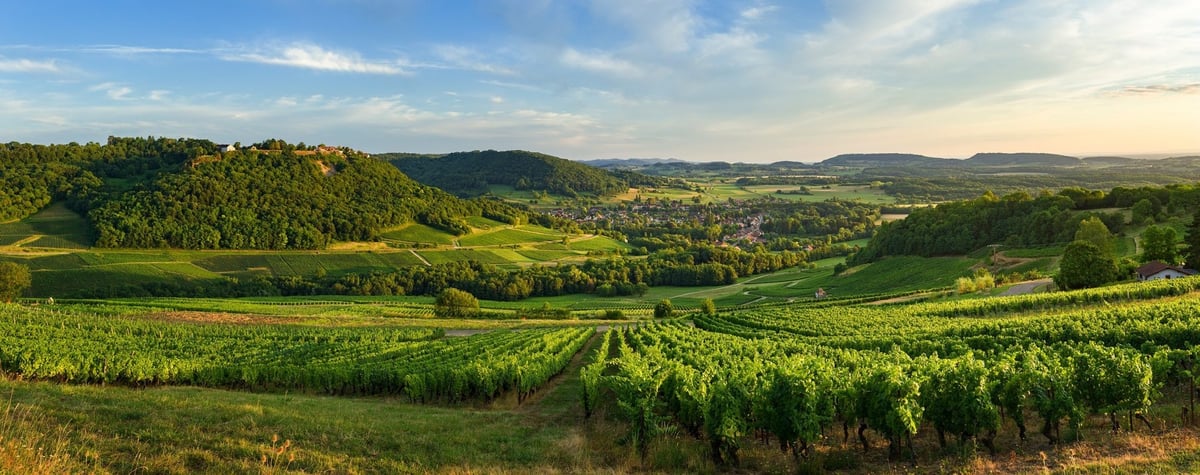 vue sur les vignes depuis Menetru-le-vignoble (Jura)