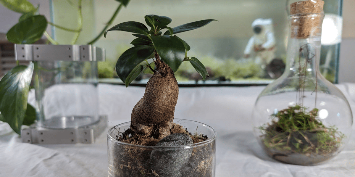 La jeune start-up travaille à fabriquer des terrariums qui pourront être envoyés en orbite autour de la Terre.