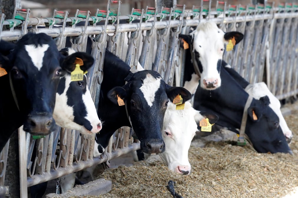 Un premier cas de dermatose bovine a été détecté le 20 juin en Sardaigne, en Italie.
