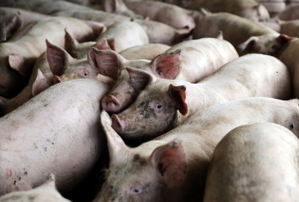 L'epidemie de peste porcine s'etend en chine