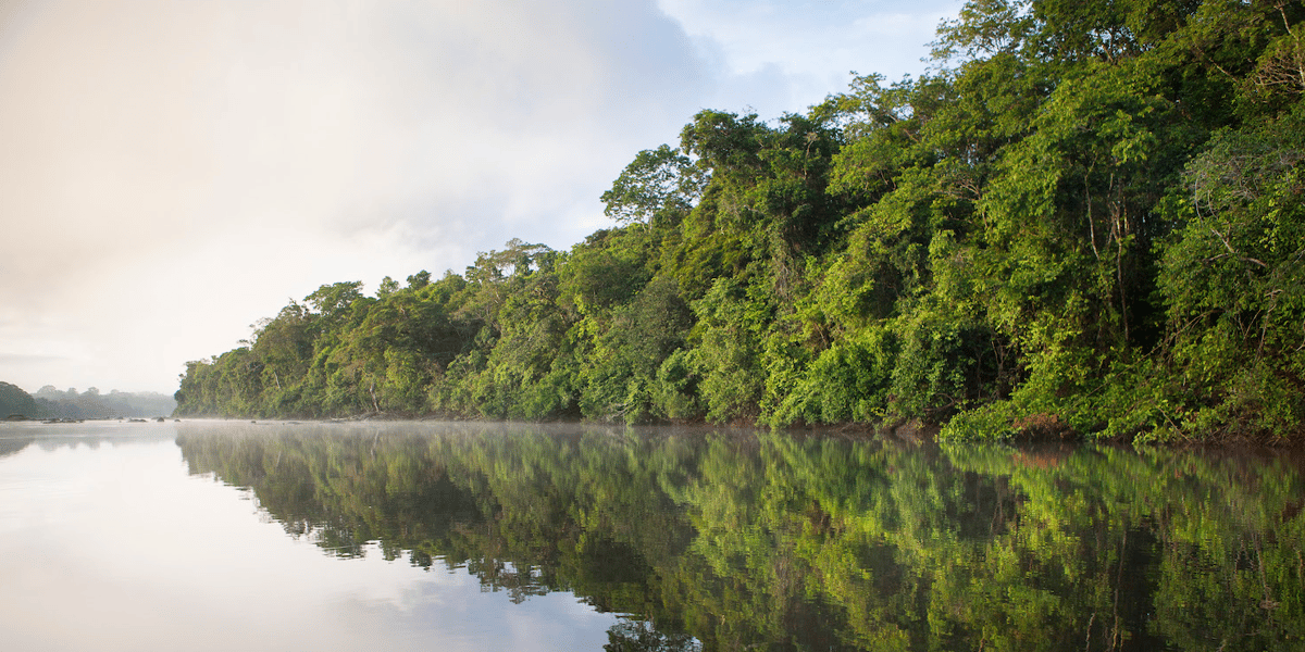 La plus grande forêt tropicale du monde joue un rôle vital contre le réchauffement climatique, via l'absorption des émissions de carbone.