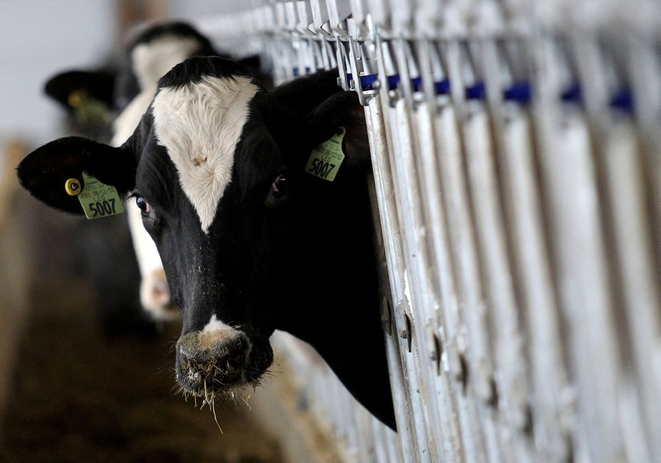 Dès 2030, les rejets de méthane, second gaz à effet de serre le plus présent dans l'atmosphère, causés par les flatulences des bovins et cochons danois seront taxés à hauteur de 300 couronnes (40,2 euros) par tonne d'équivalent CO2.