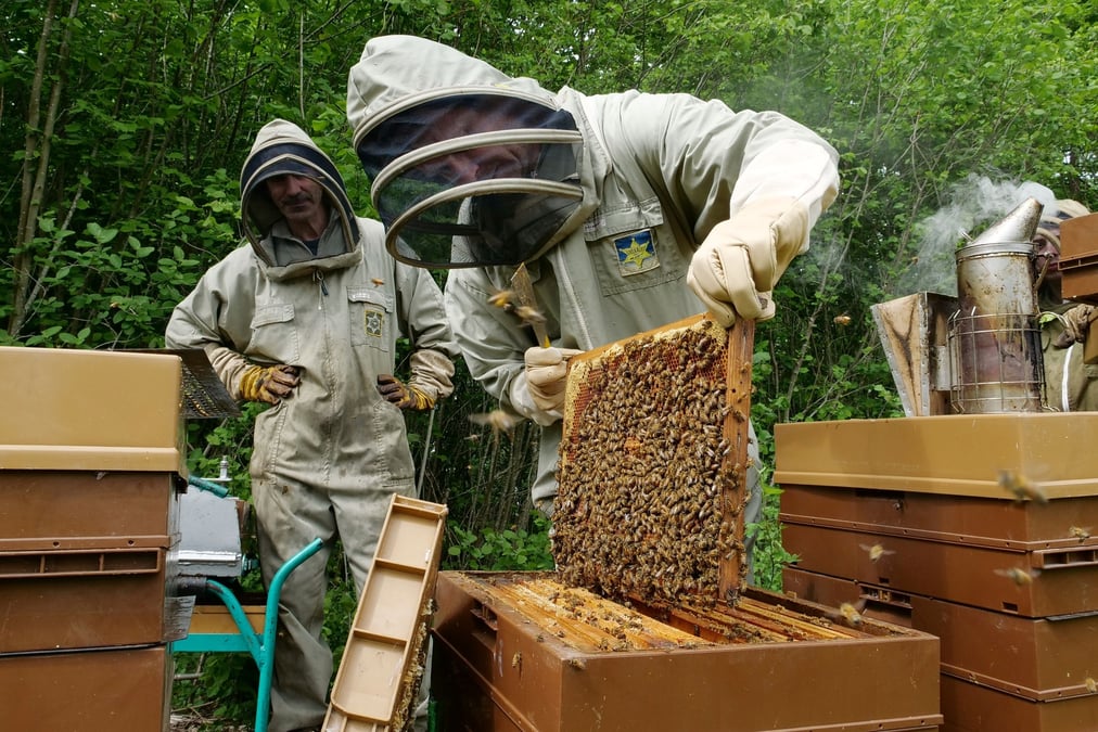 Le président du Syndicat National d'Apiculture (SNA), Frank Alétru, redoute « une situation économiquement catastrophique pour les apiculteurs ».