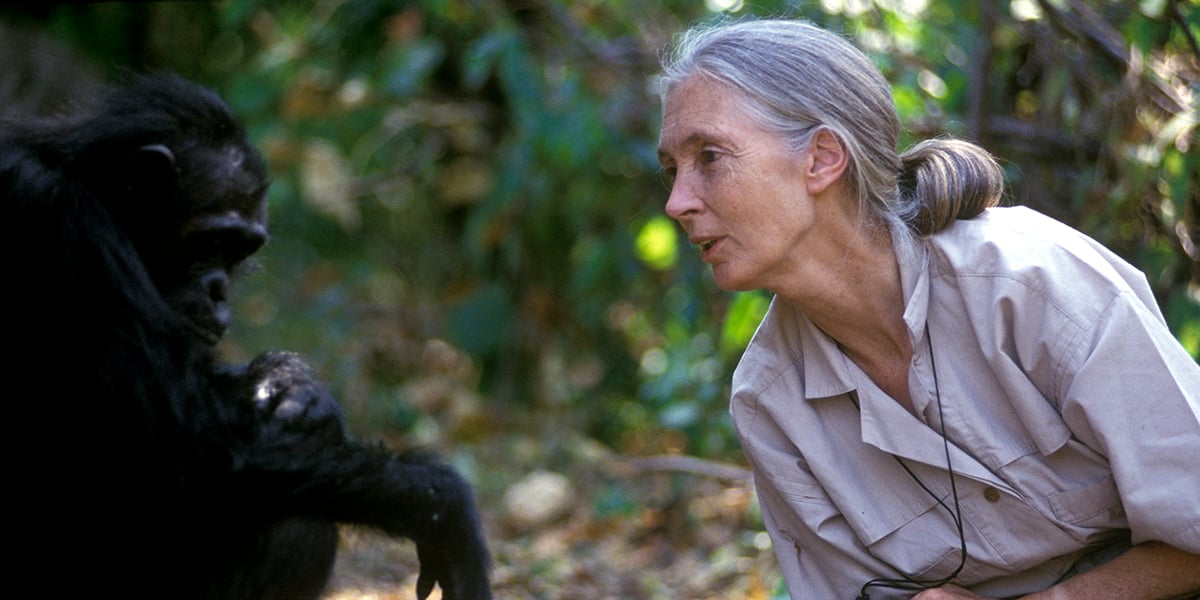 Jane Goodall en 2005 avec un chimpanzé dans le parc de Gombe Stream, en Tanzanie.