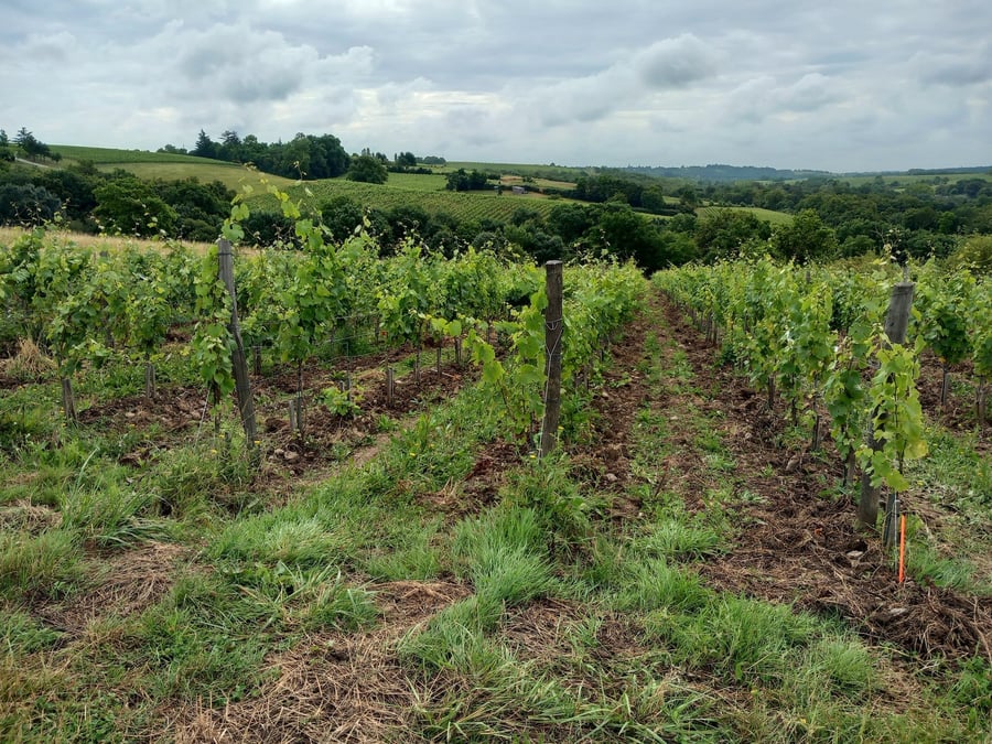 Dans le Val de Loire, 578 hectares sont concernés par le plan étatique d’arrachage.