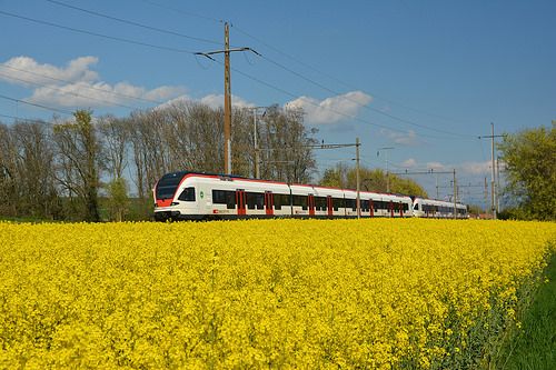 Train Paris Granville au colza