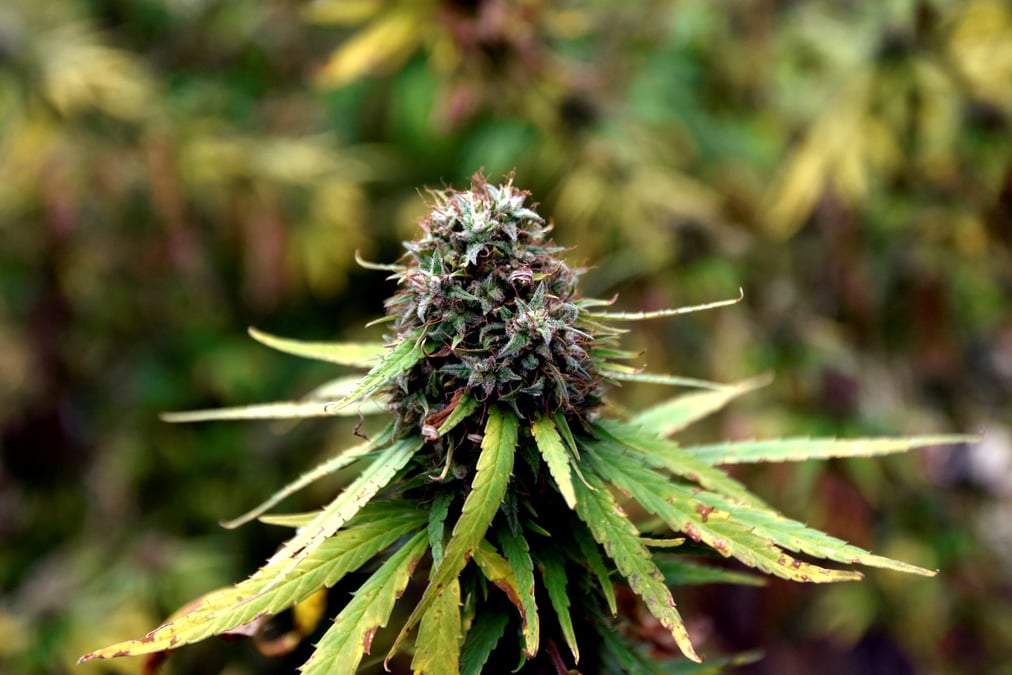 France: la cour de cassation casse un arret ayant juge la vente de cbd illegale