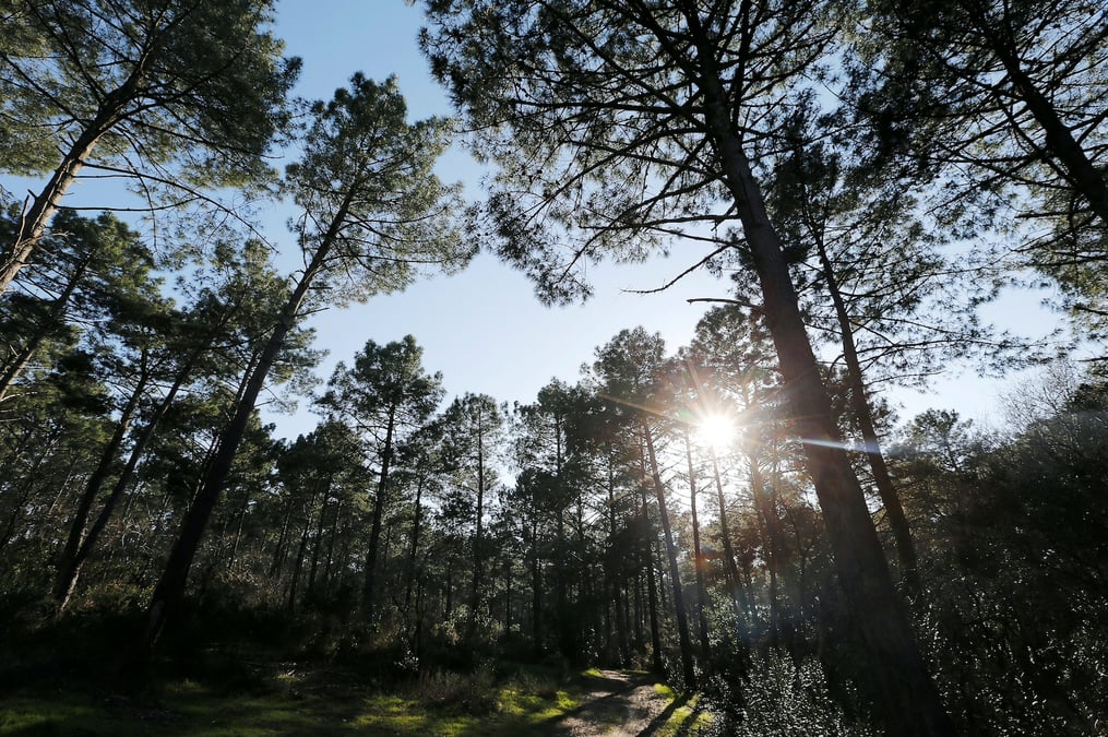 Forêt dans les Landes.