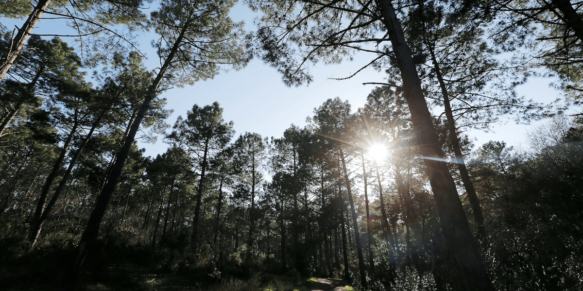 Forêt dans les Landes.