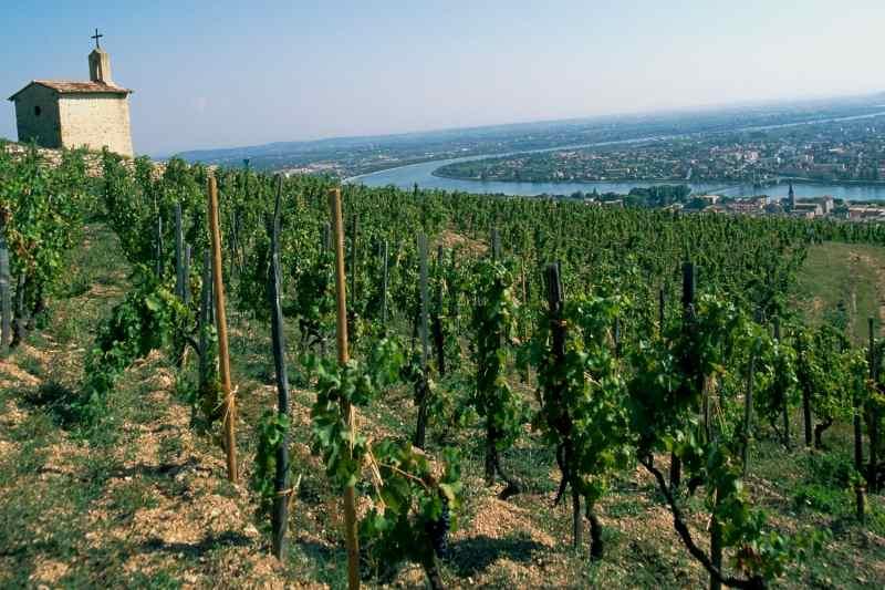 vignes