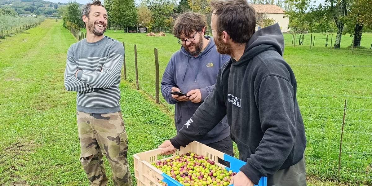 En 2021, Fabien Bougès a planté 540 oliviers sur son exploitation viticole girondine pour se diversifier. Il vient de récolter ses premières olives.